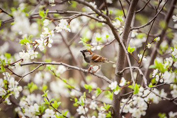 sparrow sitting on a flowering tree,  sparrow in the spring garden