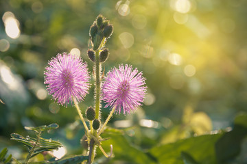 Closeup photo of a thistle wildflower in the field