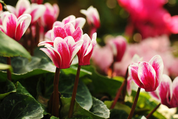 cyclamen flowers in greenhouse close-up