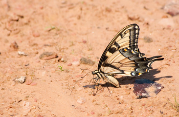 Fototapeta na wymiar Beautiful Eastern Tiger Swallowtail feeding on a natural beach looking for minerals