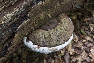 Armadale Castle, tree fungi.