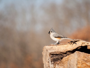Tufted Titmouse perched on a log with a sunflower seed in his beak