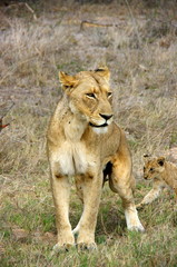 Lionne Afrique du sud bébé