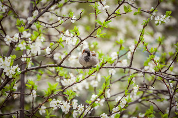 sparrow sitting on a flowering tree,  sparrow in the spring garden
