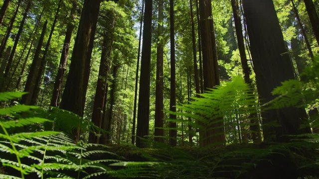 Time Lapse looking up into the trees in a redwood forest