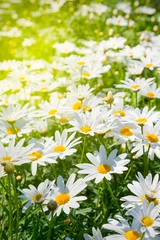 Photo sur Plexiglas Marguerites field of daisy flowers