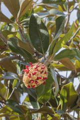 De bloemen en planten in oktober in de botanische tuin (Real Jardin Botanico) van C&oacute;rdoba,.