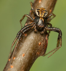En face of spider on twig