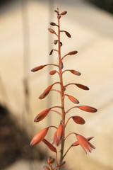 De bloemen en planten in oktober in de botanische tuin (Real Jardin Botanico) van C&oacute;rdoba,.