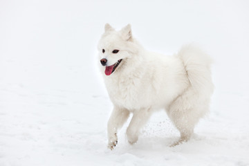 Fototapeta premium white Samoyed dog walks through the snow