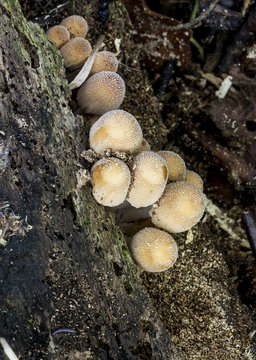 Coprinus xanthothrix, Fungi.