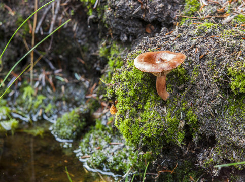 Cortinarius decipiens, Sepia webcap fungi.