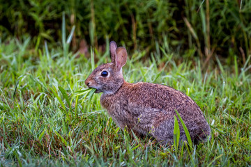 Hare