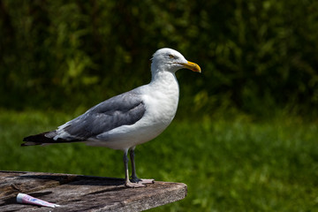 seagull