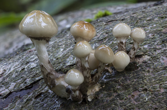 Oudemansiella mucida, Poached egg fungus