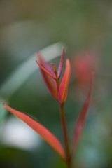 Red leaves,closeup shot