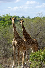 Girafe Afrique du Sud