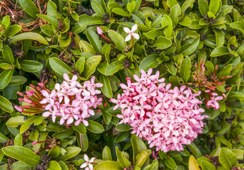 Pink flower spike, Rubiaceae flower, Ixora coccinea