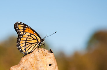 Beautiful Viceroy butterfly resting on a dry leaf against blue skies and muted fall colors with copy space