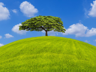 Fototapeta na wymiar lonely tree on green field on blue sky background .Ecology concept. 