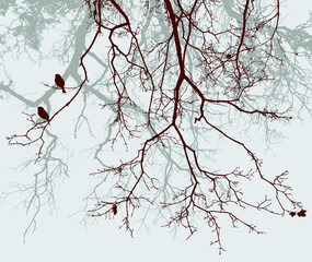 Fototapety  gałęzie drzew jesienią