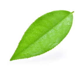 Fototapeta na wymiar leaves fresh green tea with drops of water isolated on white bac