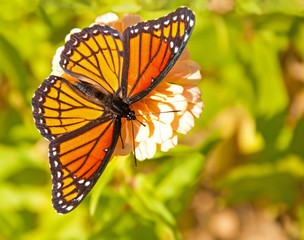 Dorsal view of a brilliant Viceroy butterfly feeding on a flower