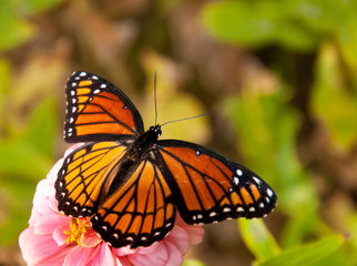Dorsal view of an orange and black Viceroy butterfly