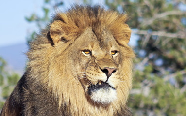 Fototapeta premium A Portrait of an African Lion Male