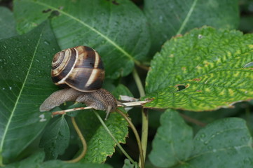 улитка на зелёной траве