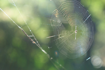 Spider web