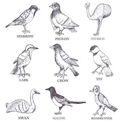 Hand draw vector birds set