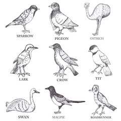 Fototapeta premium Hand draw vector birds set