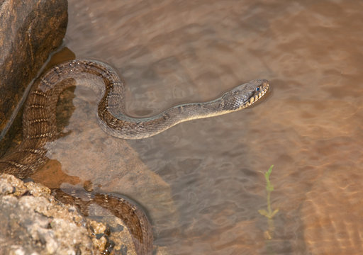 Water snake waiting for prey in water