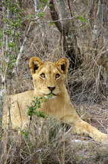 Lionne Afrique du sud bébé