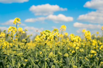 Obraz premium Canola field