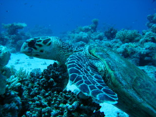 Fototapeta na wymiar Meeresschildkröte
