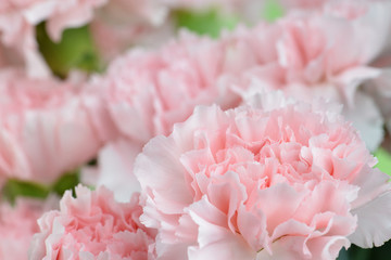 Pink carnation close-up, shallow depth of field