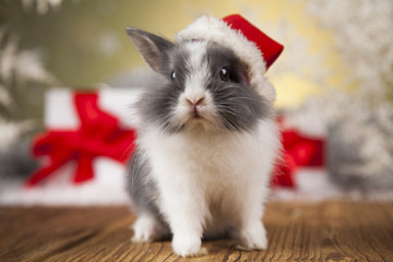 Fototapeta premium Animal, Rabbit, bunny on Christmas background