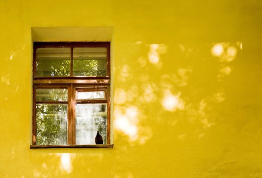  Yellow House Wall And Window