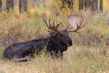 Bull Moose Bedded in Fall