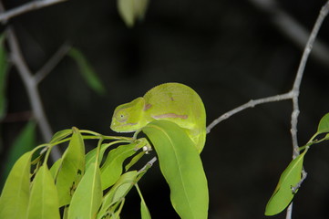 Cam&eacute;l&eacute;on Afrique du Sud