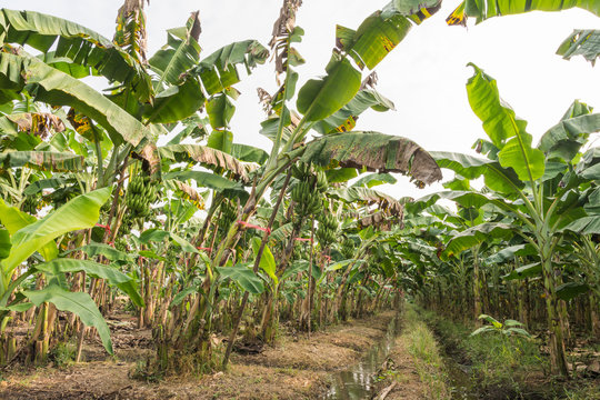 banana plantations