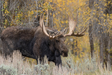 Bull Moose in the Fall Rut