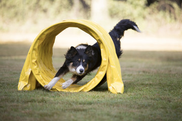 Dog, Border Collie, running through agility tunnel - obrazy, fototapety, plakaty