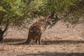 kangaroo island kangaroo (macropus fuliginosus), native australian animals © Torsten Pursche