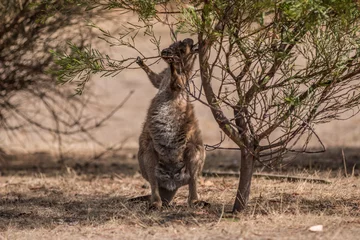 Photo sur Plexiglas Kangourou Kangourou de l& 39 île kangourou (macropus fuliginosus), animaux australiens indigènes