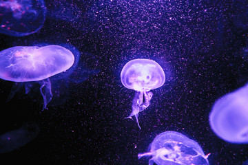 Jellyfish in the dark background