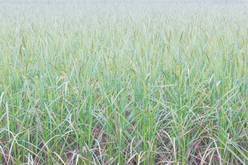 Obraz premium horizontal photo of green rice with dews in the field background