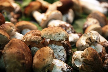 Funghi porcini